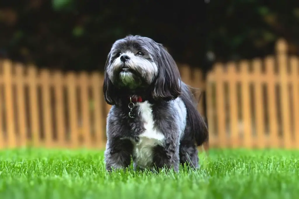 Wachhunde mit niedriger Energie