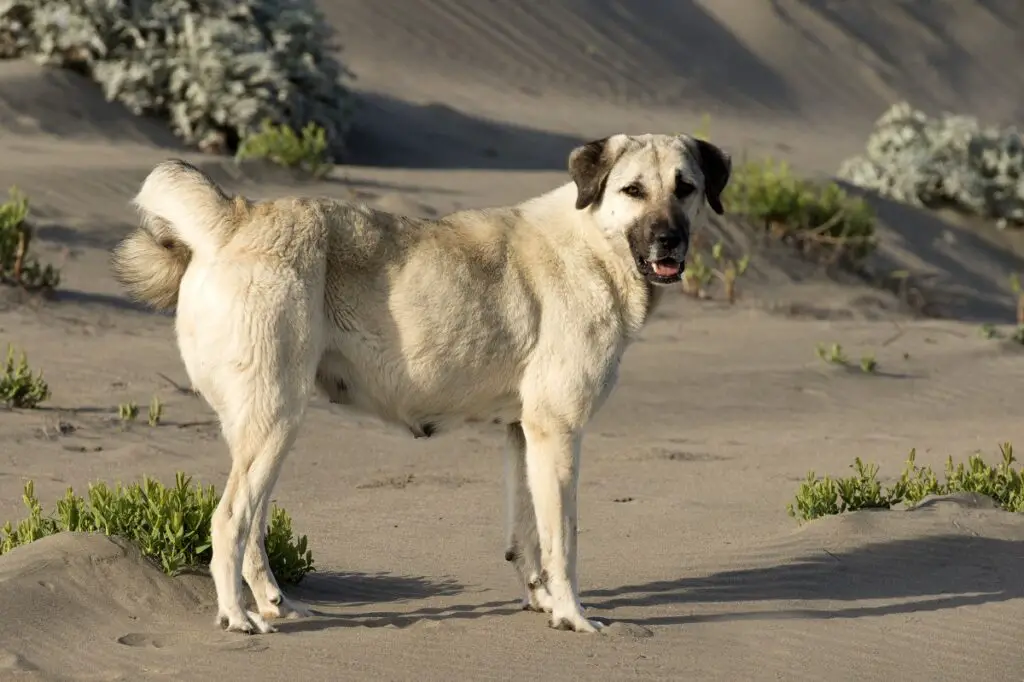 energiearme große Hunde