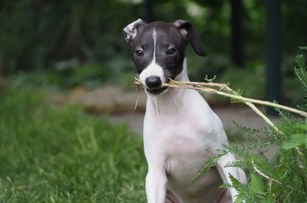 Hund mit geringer Bewegung
