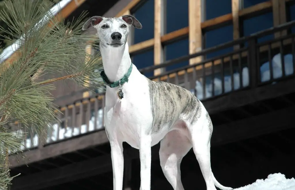 geringer Wartungsaufwand. Große Hunde