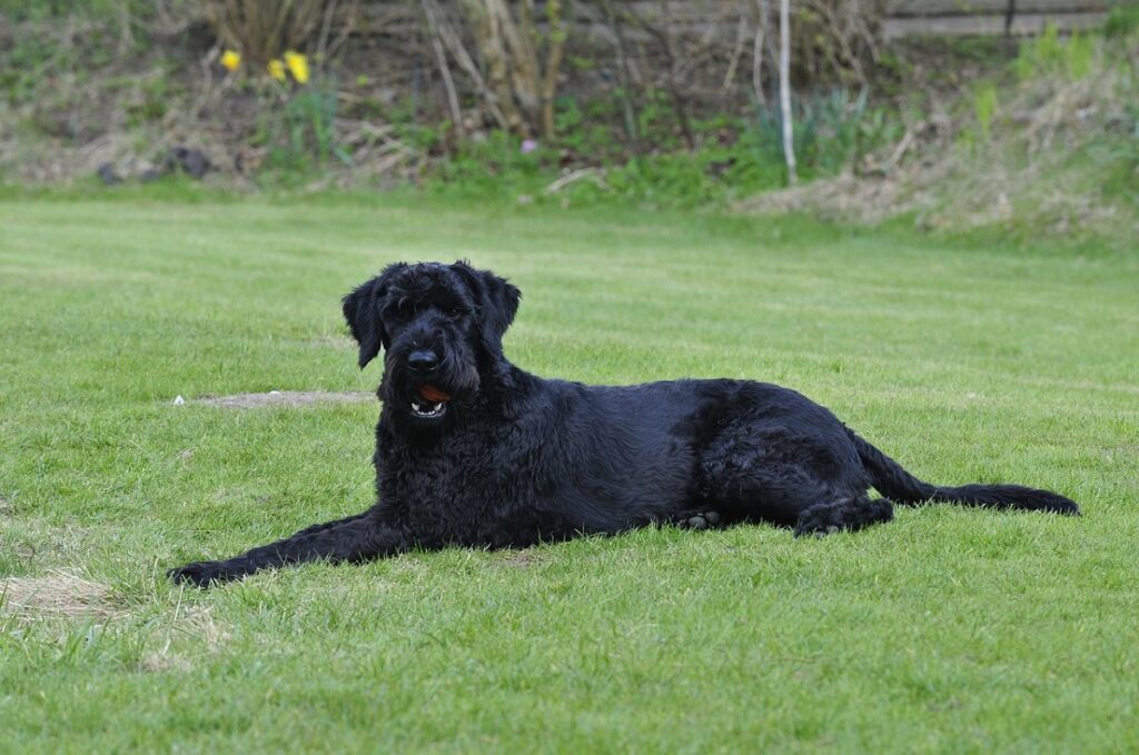 große Hunde mit geringem Haarausfall
