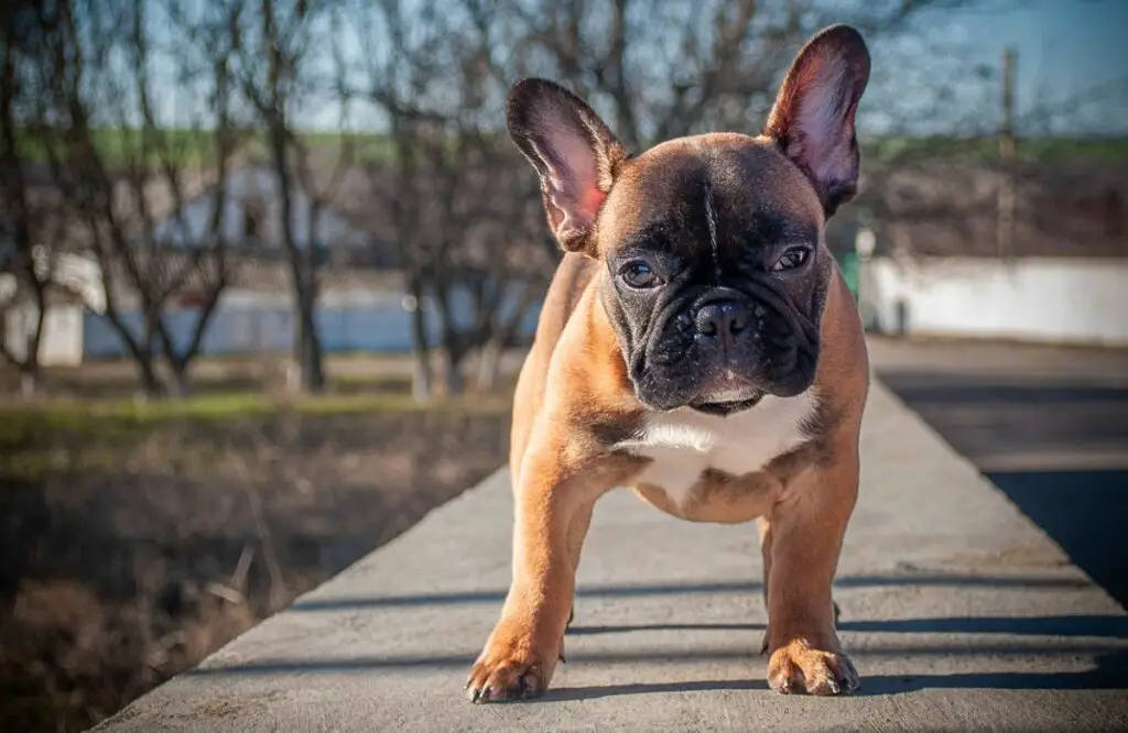 Hunde mit dem geringsten Pflegeaufwand
