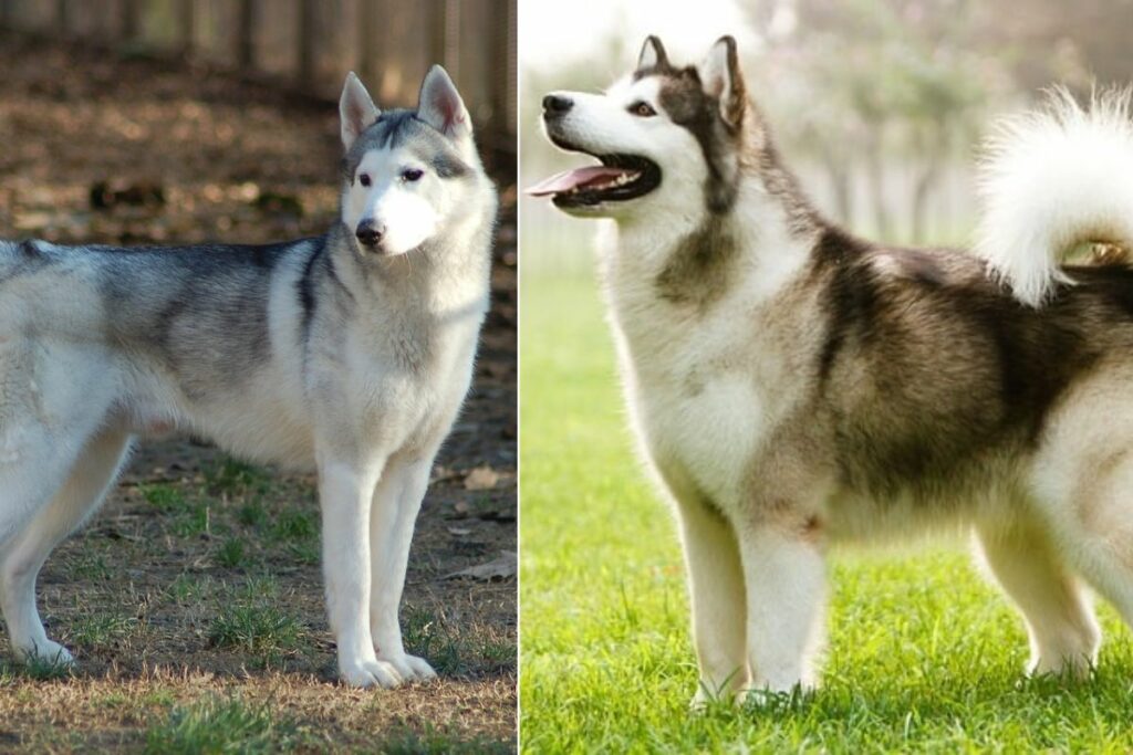 Malamute vs. Husky