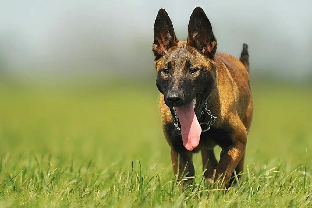 Dobermann- und Malinois-Mischung
