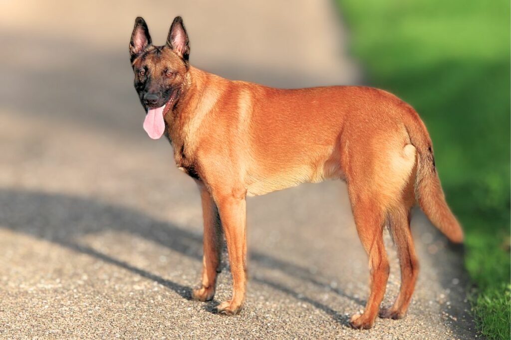 Belgischer Malinois
