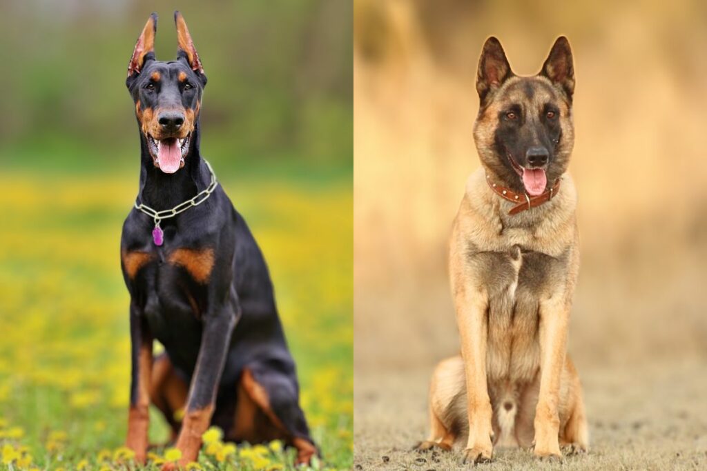 Belgischer Malinois gegen Dobermann
