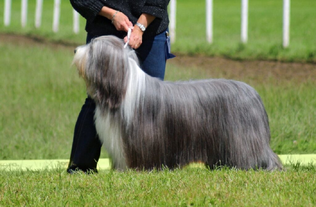 mittelgroße Hunde
