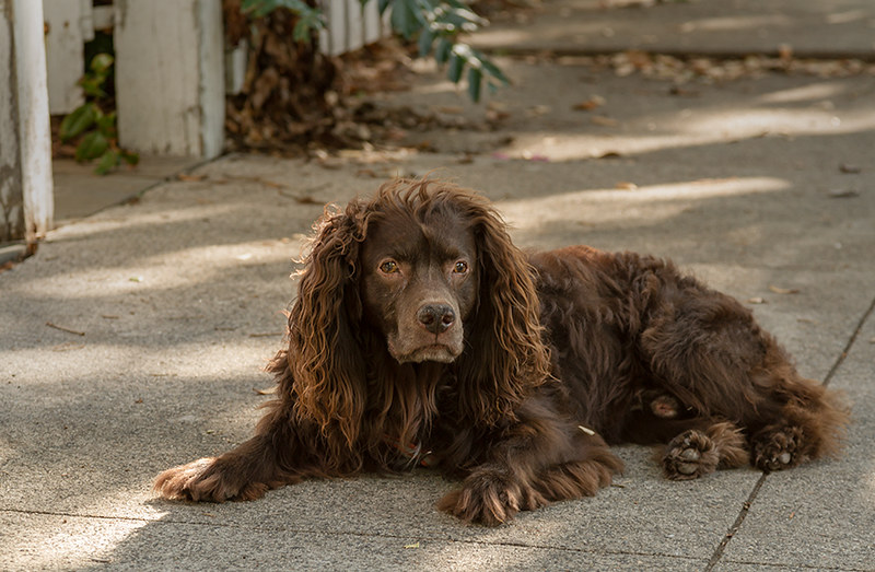 mittelgroße Familienhunde
