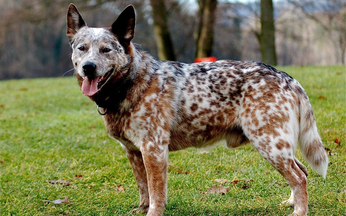 Mittelgroßer weißer Hund mit braunen Flecken
