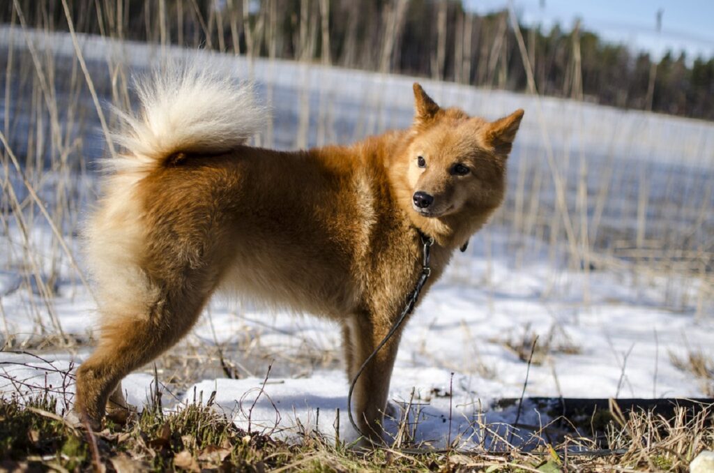 mittelgroße Hunde
