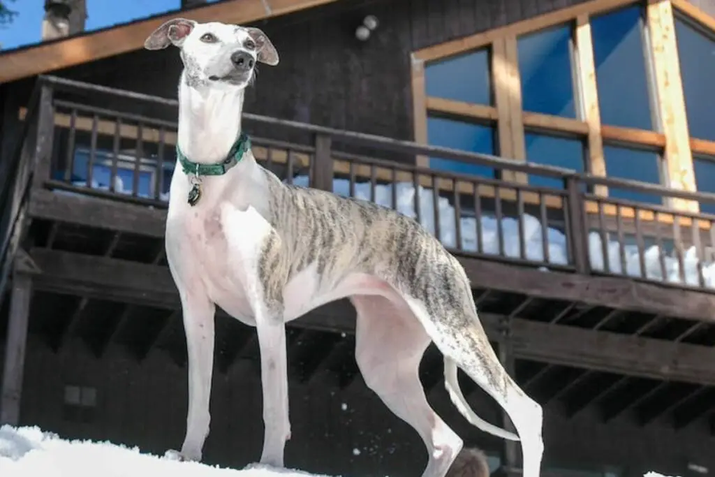 Miniatur-Whippet-Hund