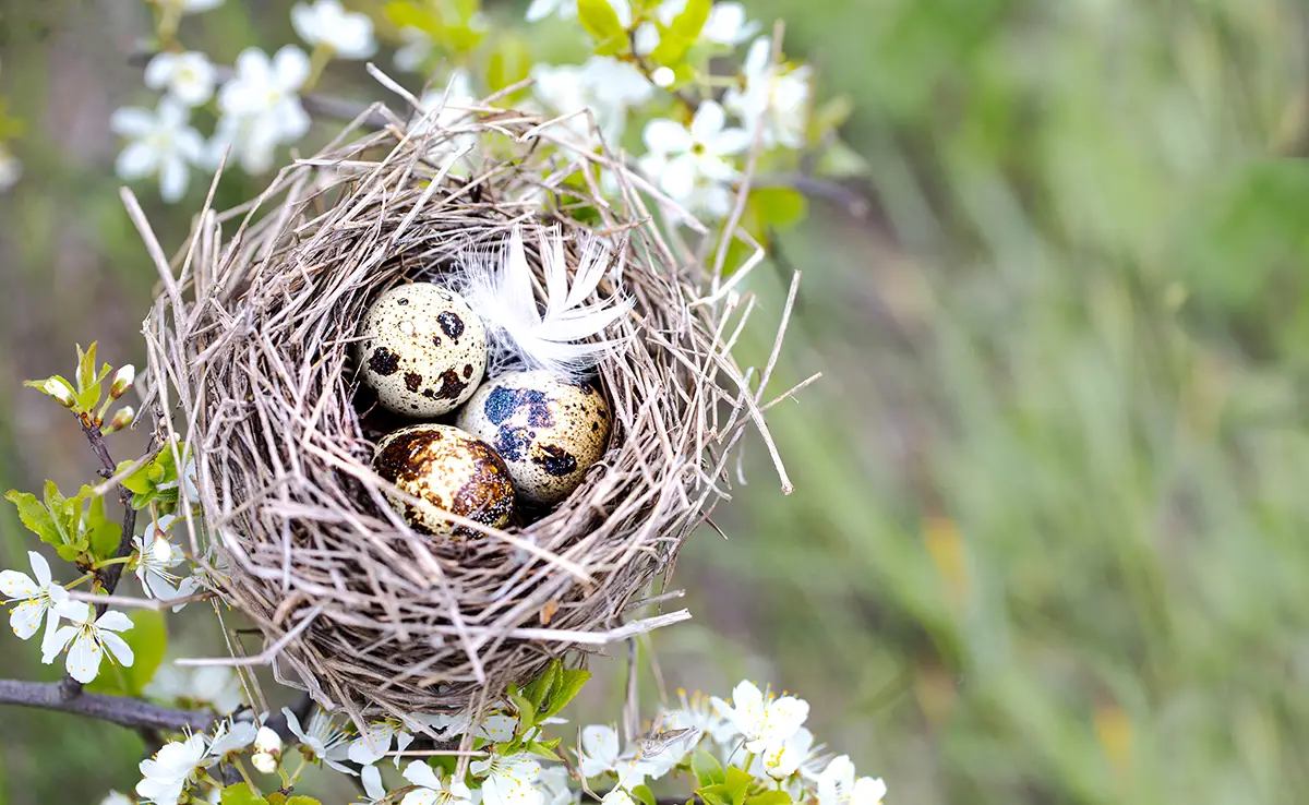 Vogelnester im Garten: Wie schützt man sie vor Raubtieren?