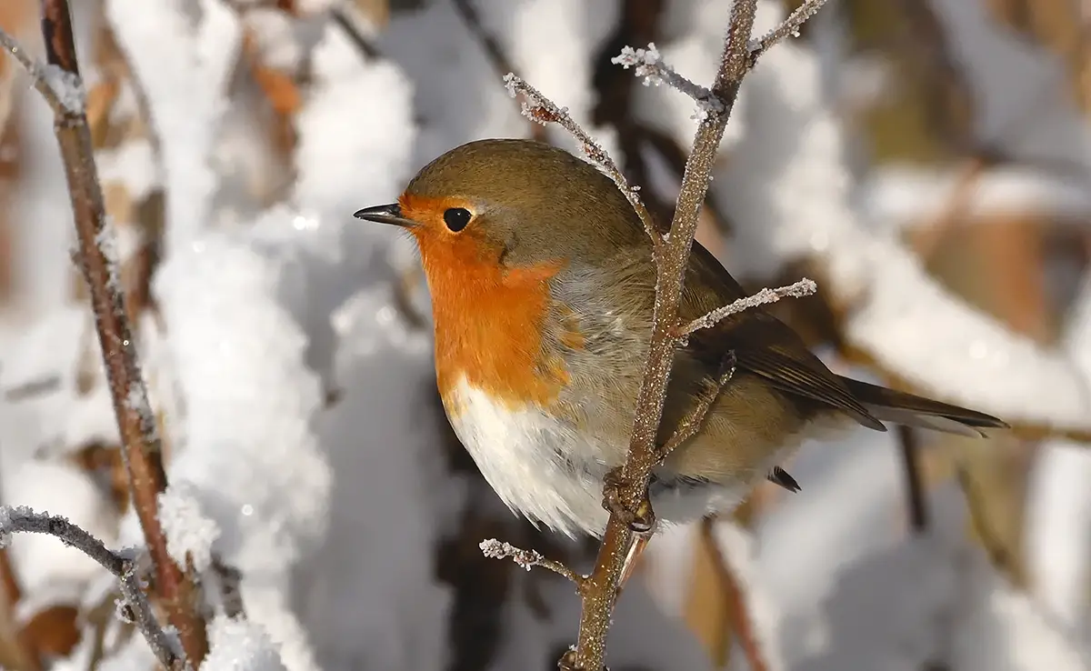 6 Vögel, die Sie im Winter in Frankreich leicht in Ihrem Garten beobachten können!