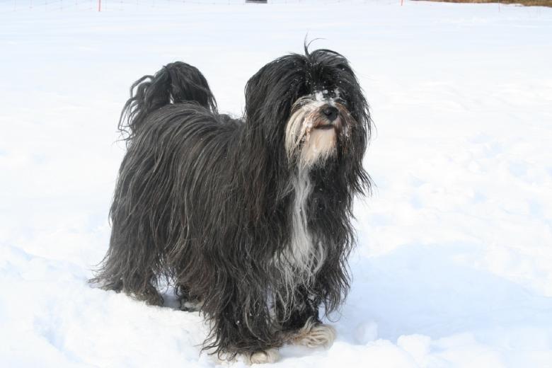 Tibet Terrier