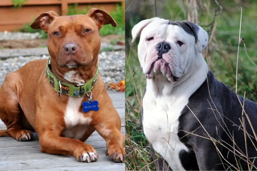 Pitbull gegen amerikanische Bulldogge