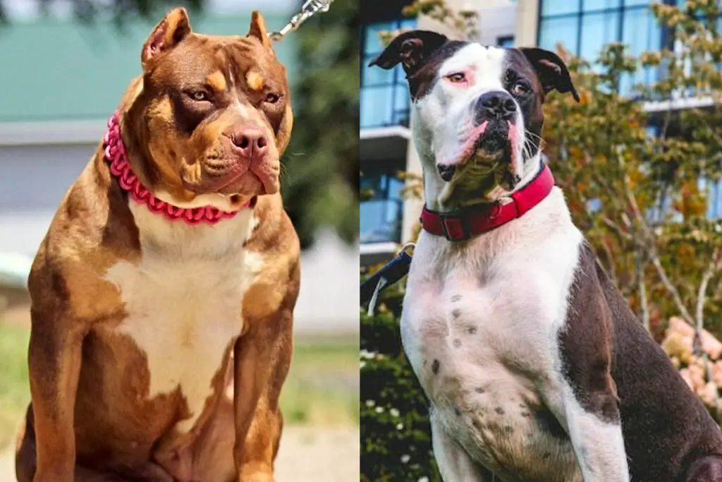 Pitbull gegen Bulldogge