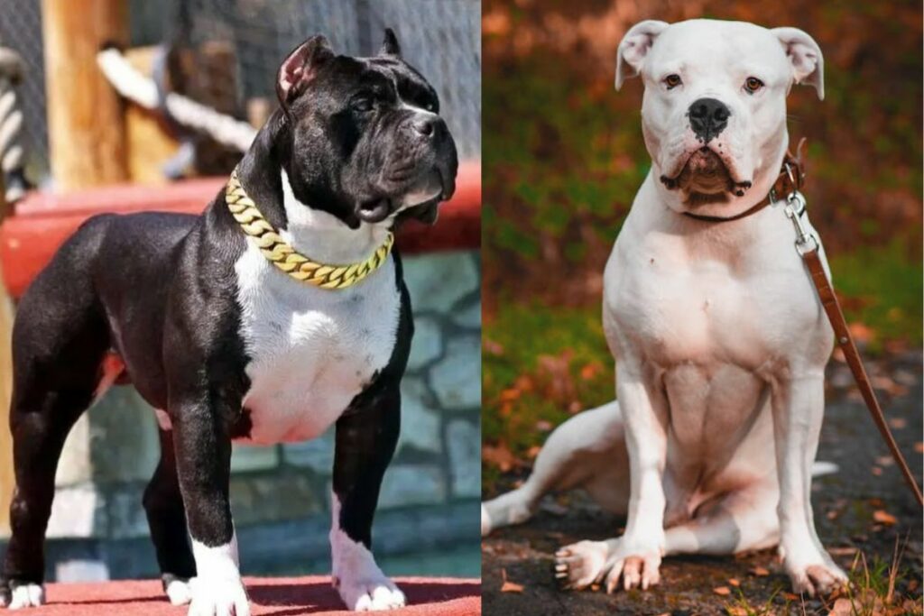 Pitbulls gegen Bulldoggen