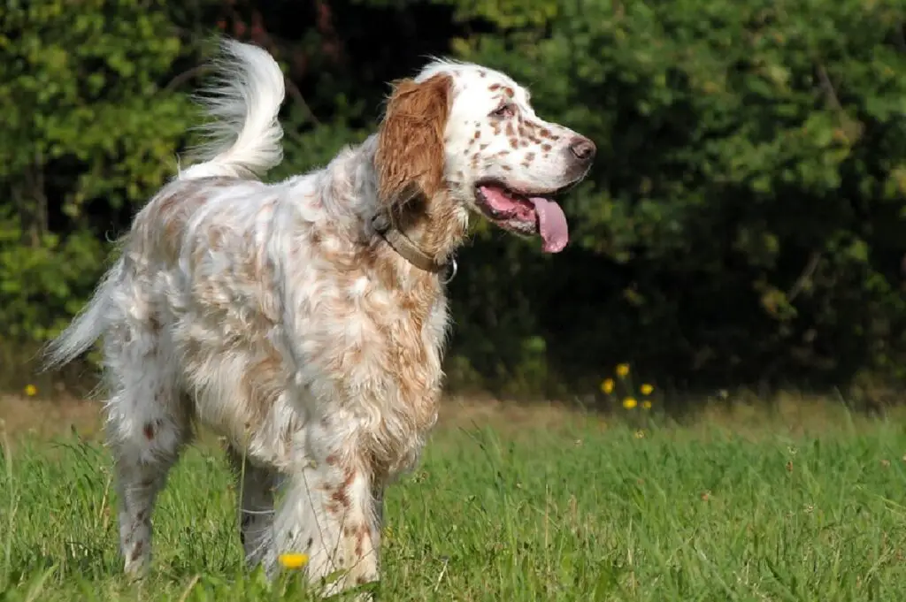 Point-Setter-Hund