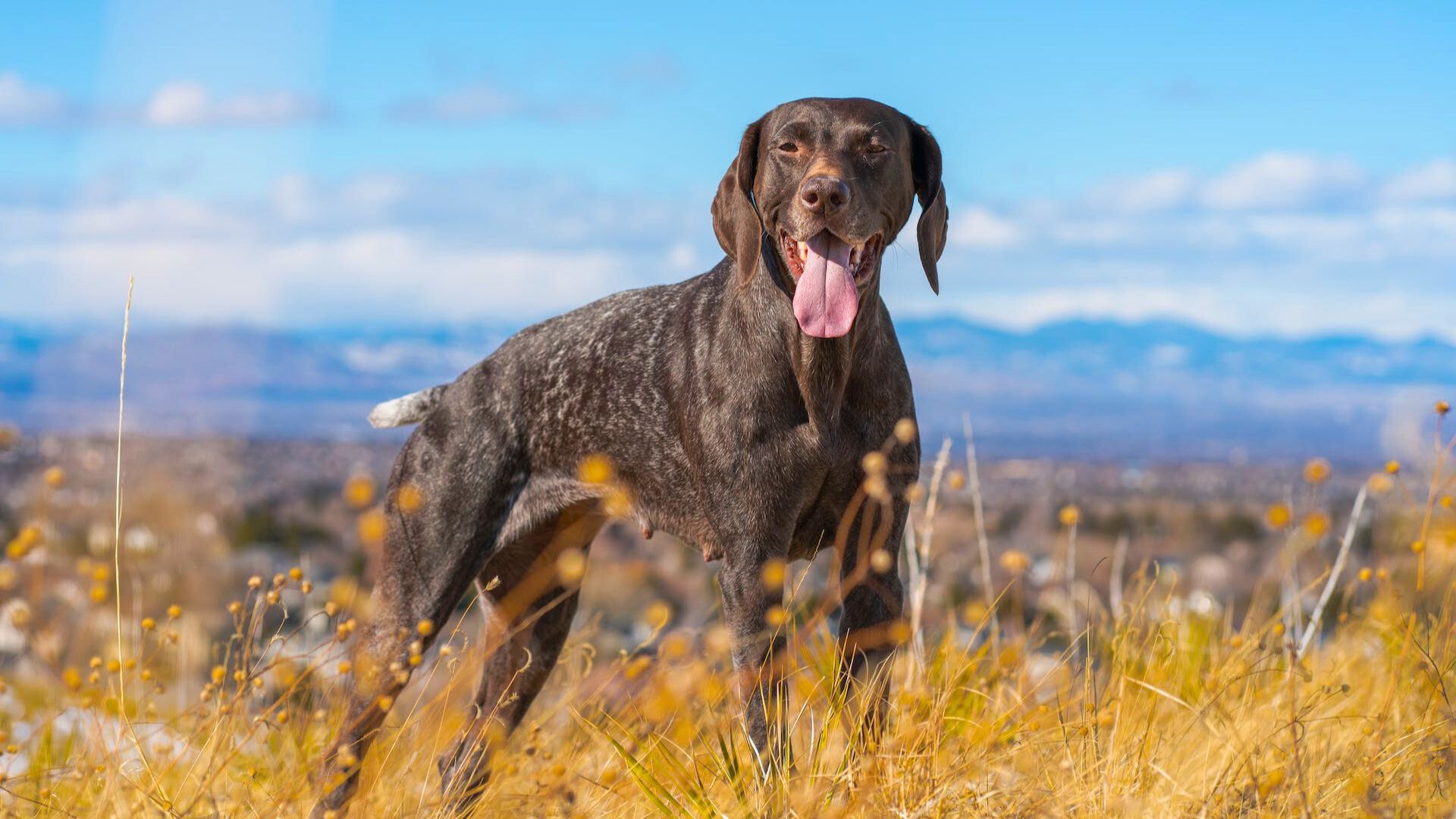 pointer dog