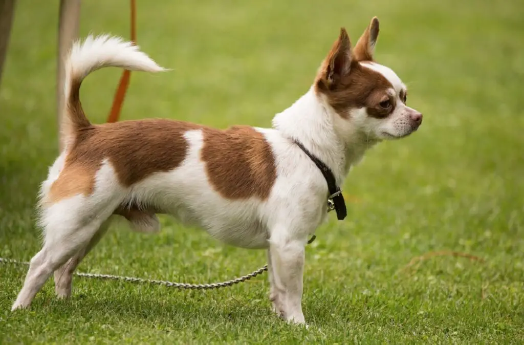 schützende kleine Hunde
