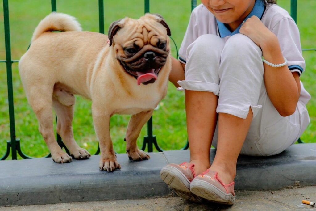 Mops- oder Französische Bulldoggen-Persönlichkeit