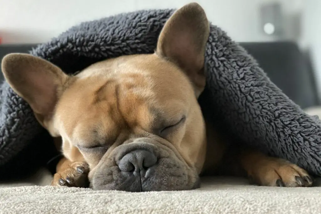 Gesundheitsprobleme zwischen Mops und französischer Bulldogge