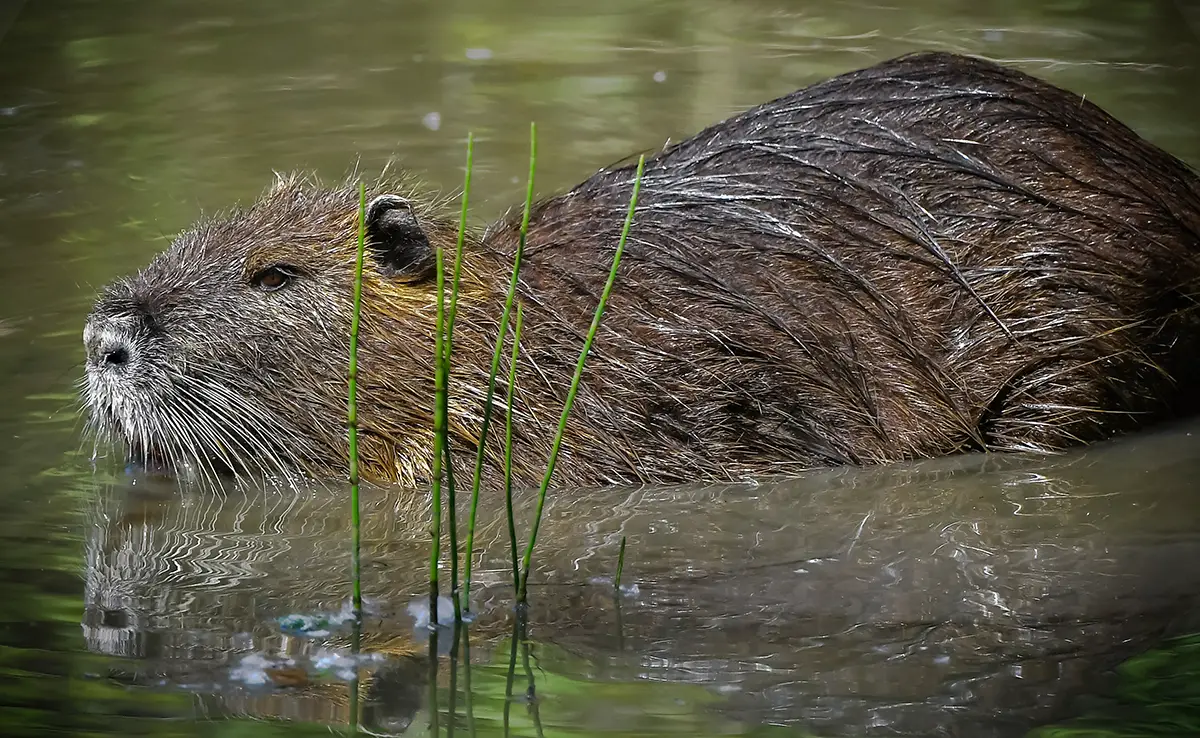 Wie bekämpft man Nutria? 4 wirksame Methoden, um sie fernzuhalten!