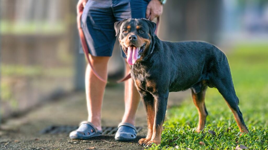   Persönliche Schutzhunde