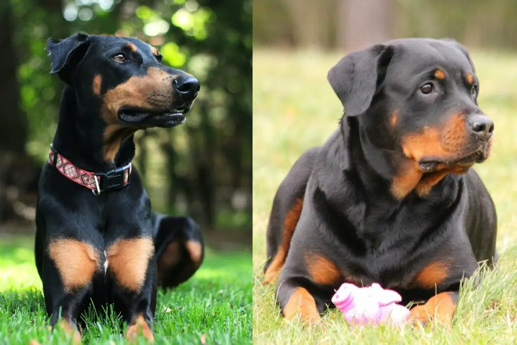 Rottweiler Dobermann