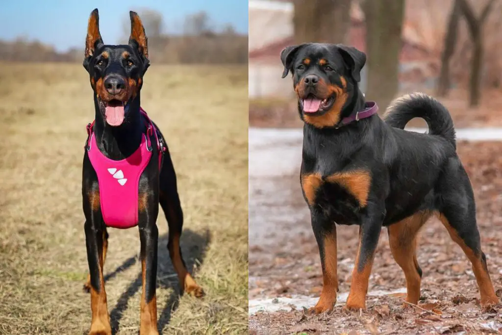 Rottweiler gegen Dobermänner
