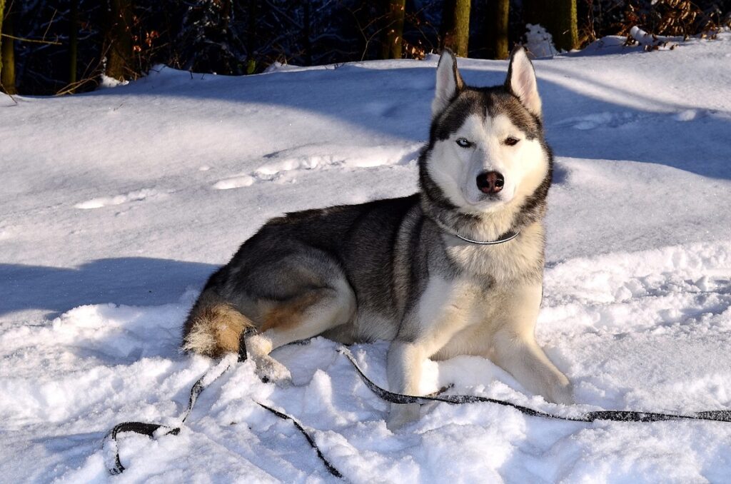 russischer Husky