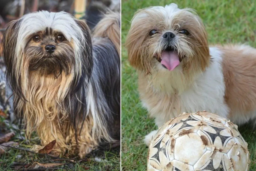 Shih Tzu Lhasa Apso Mischung