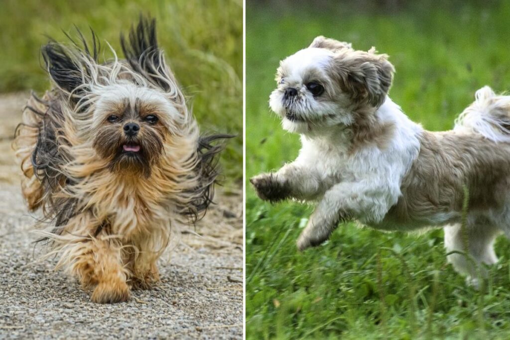 Shih Tzu oder Lhasa Apso