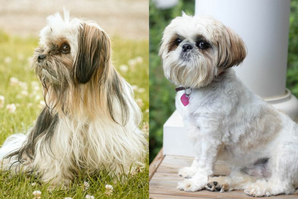 Shih Tzu gegen Lhasa Apso