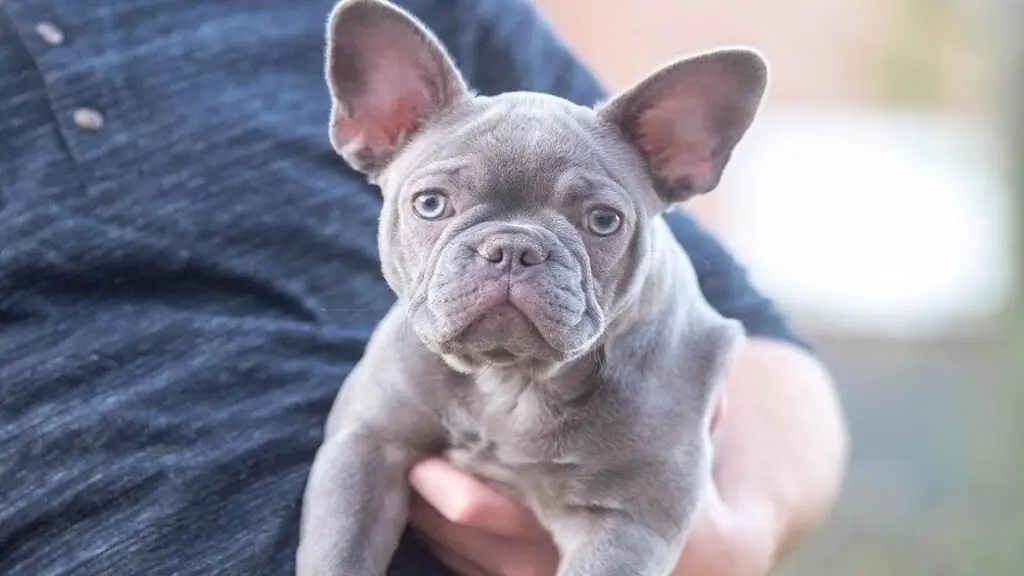 Zeig mir ein Bild einer französischen Bulldogge