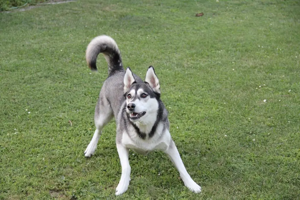 Sibirischer Husky