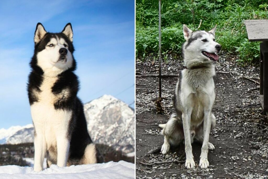 Sibirischer vs. Alaskan Husky