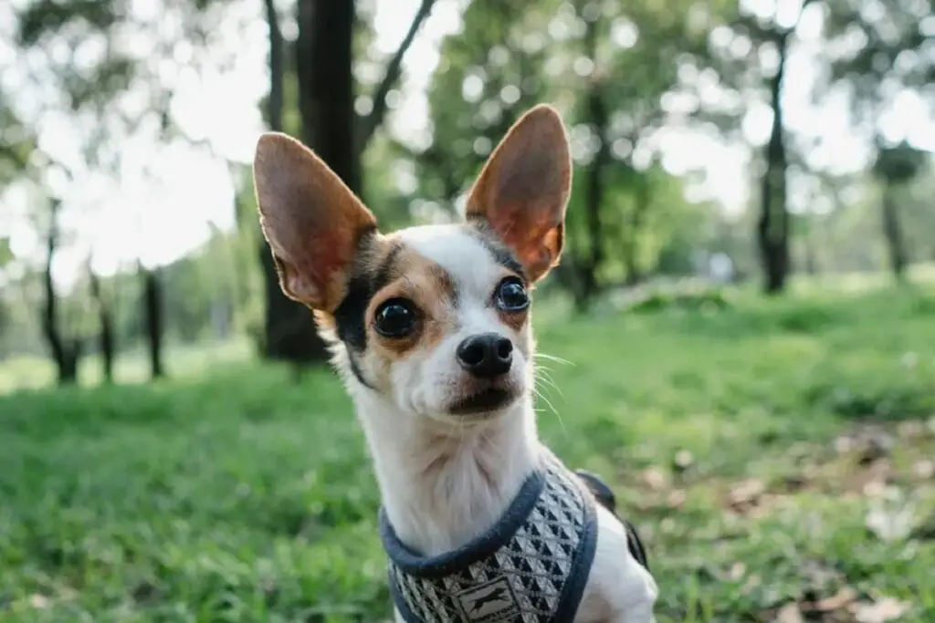 kleiner Hund mit großen Ohren
