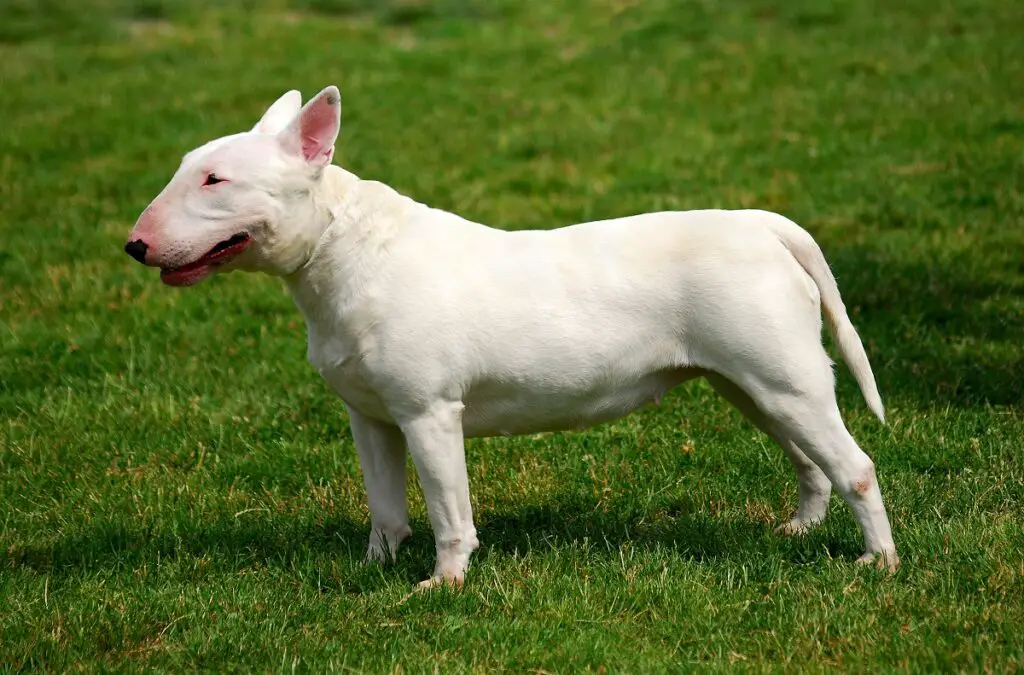 kleine Hunde zum Schutz
