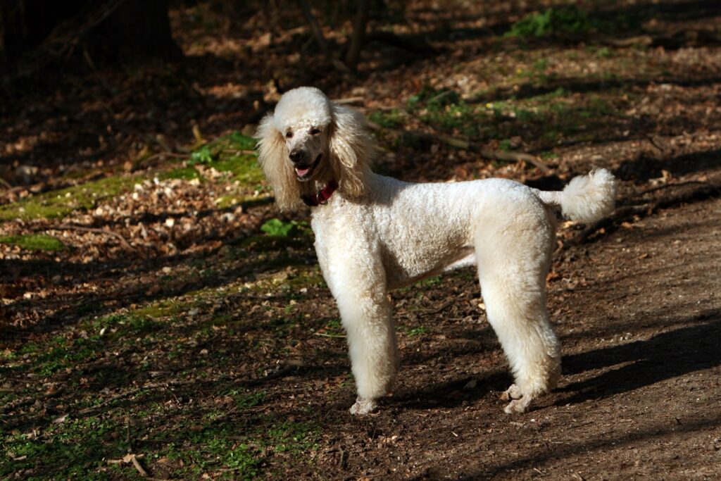 kleine mittelgroße Hunde
