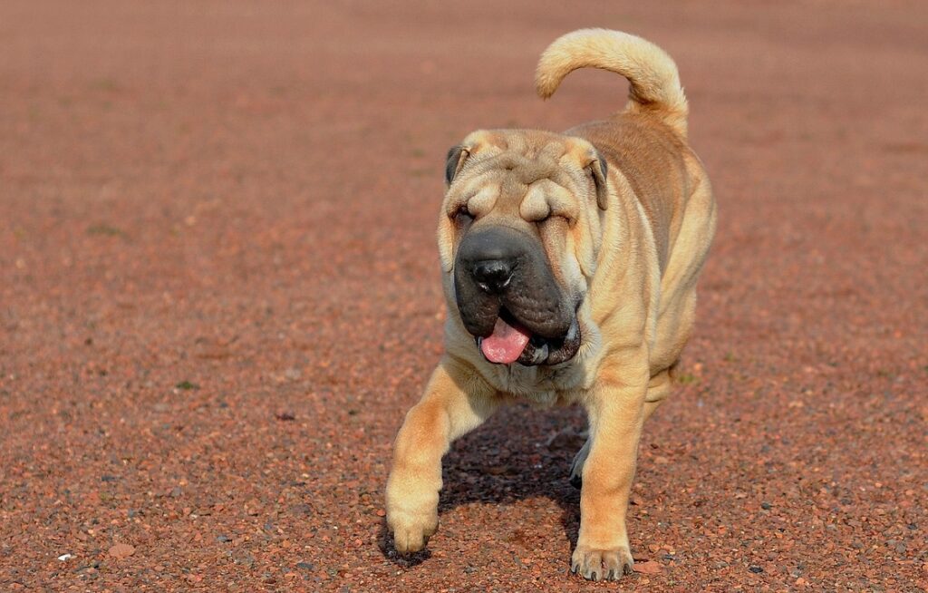 kleine bis mittelgroße Hunde
