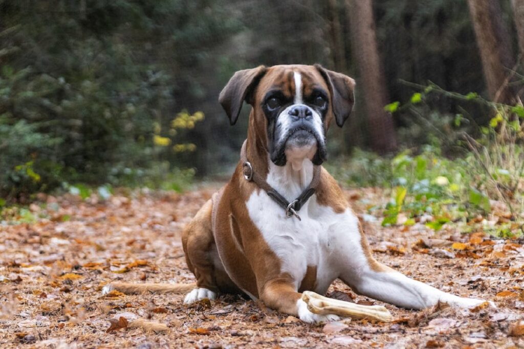 kleine bis mittelgroße Hunde
