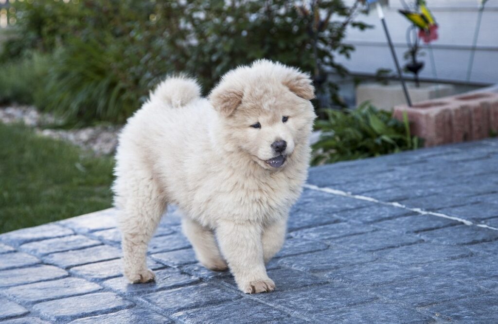 kleine bis mittelgroße Hunde
