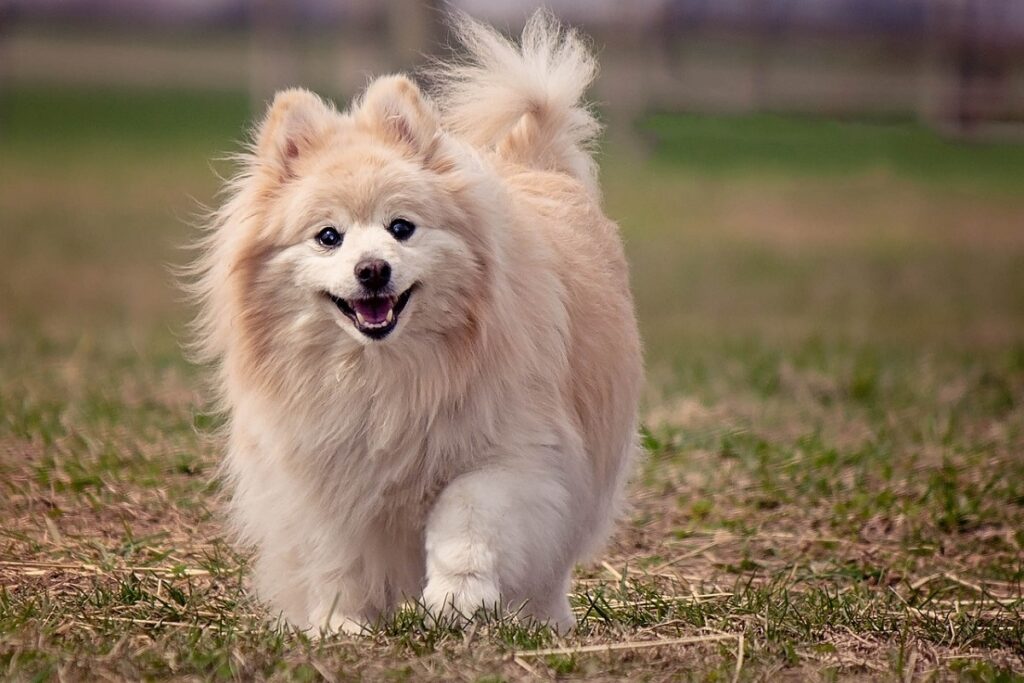 sehr kleine Hunde
