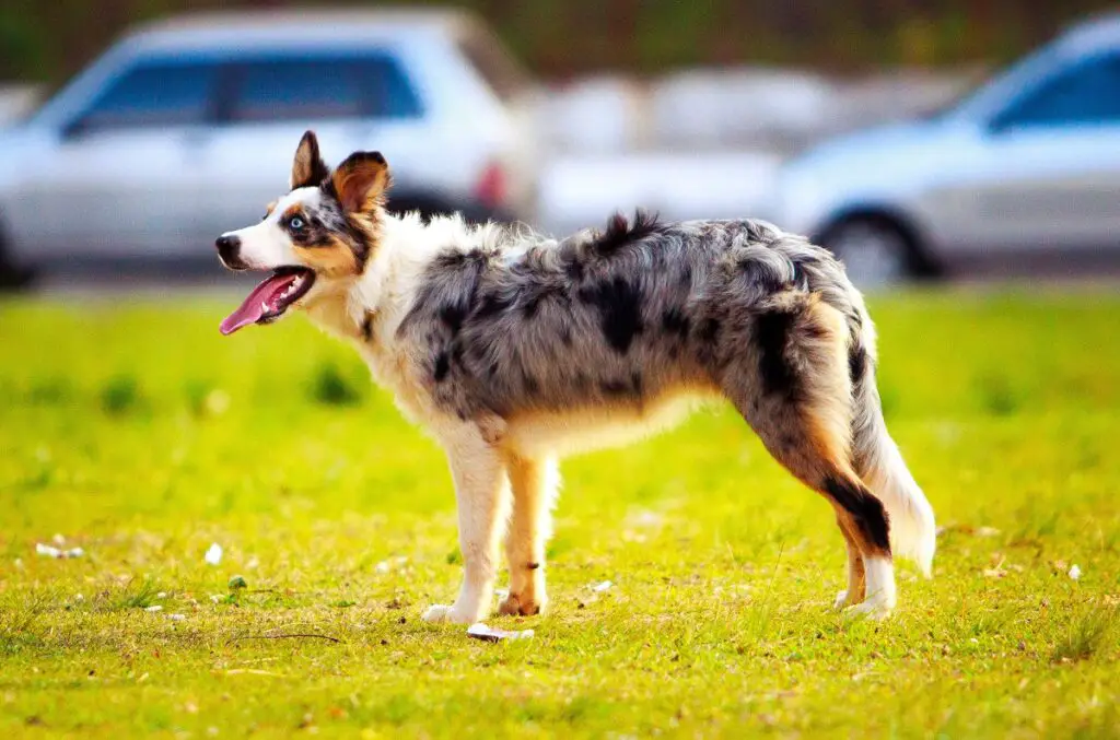 gefleckte Hunde
