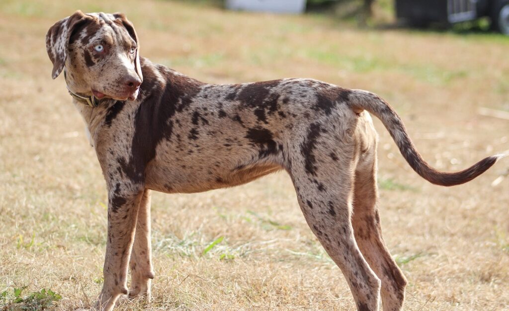 gefleckter Jagdhund
