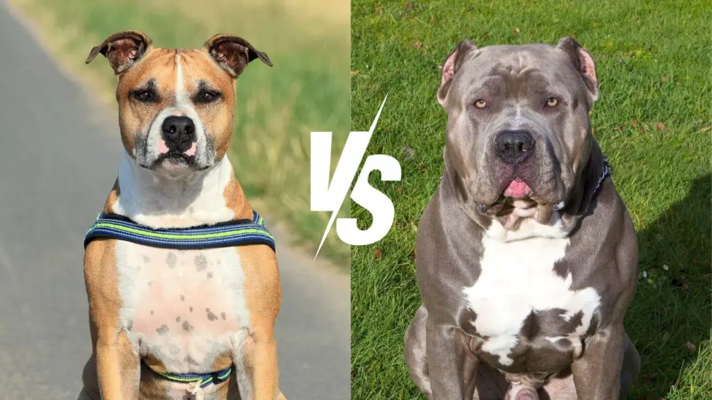 staffordshire terrier vs pitbull