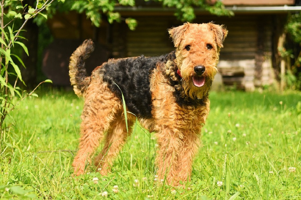 große Hunde mit langen Haaren
