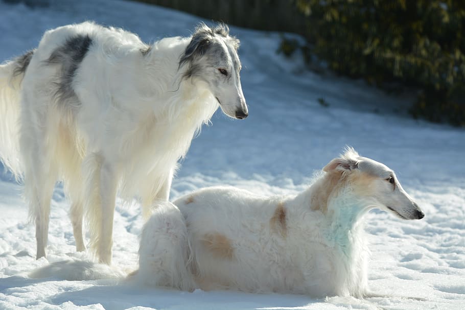 großer Jagdhund
