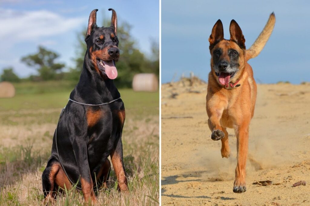 Dobermann vs. Belgischer Malinois
